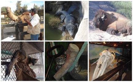 Aseguran 192 ejemplares de fauna silvestre en Mexicali