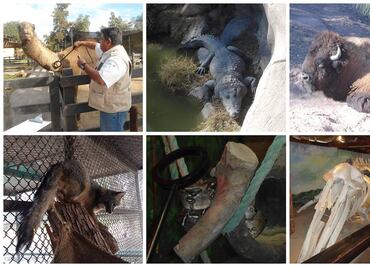 Aseguran 192 ejemplares de fauna silvestre en Mexicali