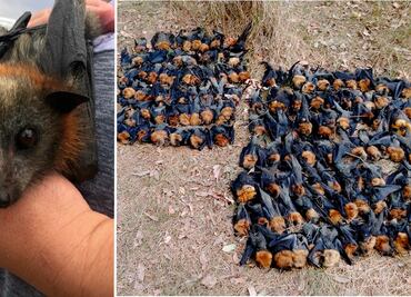 Ola de calor "fríe cerebros" a murciélagos en Australia; mueren cientos