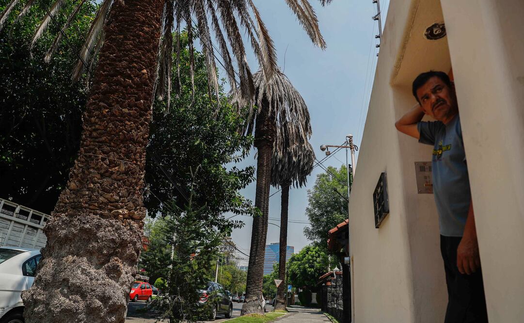 Al menos desde el año pasado vecinos de Lomas de Chapultepec, en la alcaldía Miguel Hidalgo, informaron a las autoridades. Foto: Diego Simón/ EL UNIVERSAL