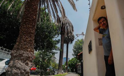 Vecinos habían advertido que palmeras morían