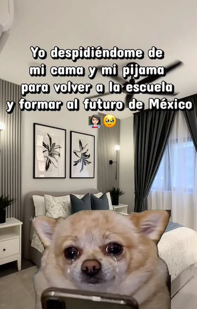 Los mejores memes que dejó el inicio del ciclo escolar 2026-2027. Foto: Redes sociales