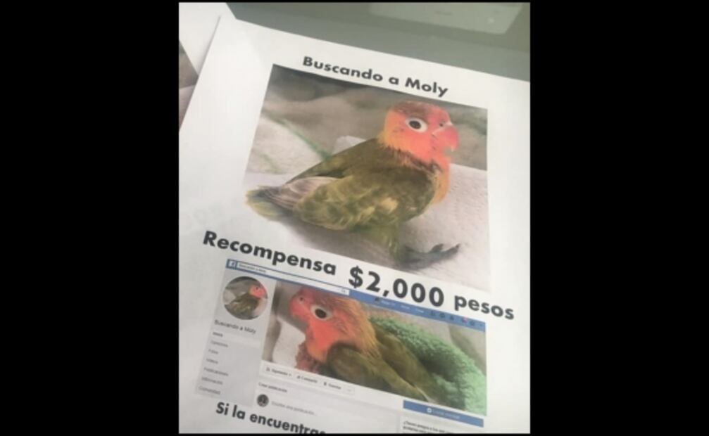 Ofrecen recompensa por encontrar a Moly, ave desaparecida en Reynosa