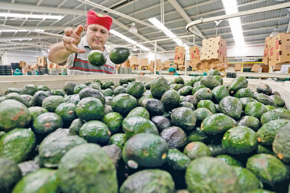 La Casa Blanca planteaba incluir en el TLCAN la restricción de exportaciones de frutas y hortalizas por estacionalidad. Foto: ARCHIVO EL UNIVERSAL