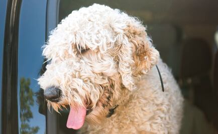 Hallan a perro que estuvo 19 días en el lugar donde murió su dueña en EU