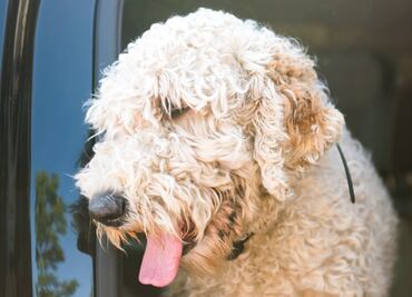 Hallan a perro que estuvo 19 días en el lugar donde murió su dueña en EU