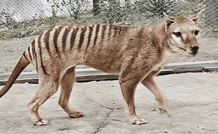 Viral | Publican grabación a color y en HD del último tigre de Tasmania 