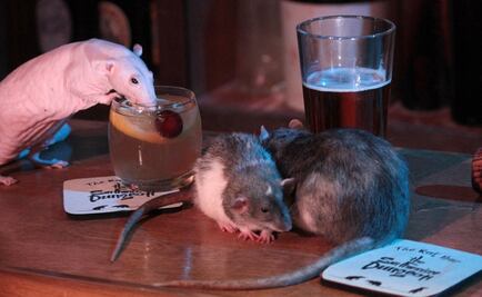 Bar de San Francisco ofrece a clientes convivir con ratas