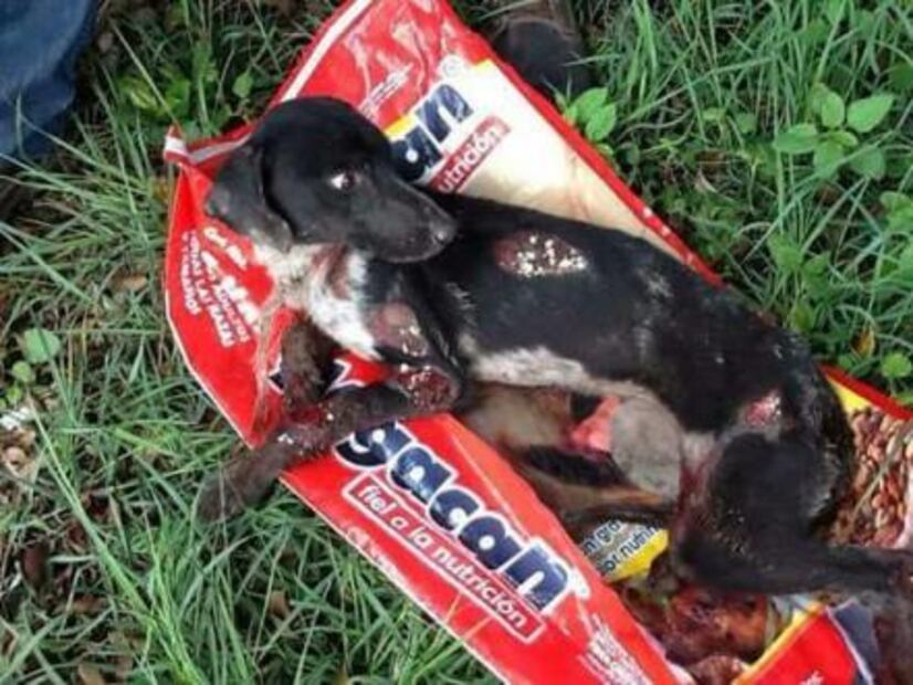 Arrastra taxista a un perro; familia lo salva