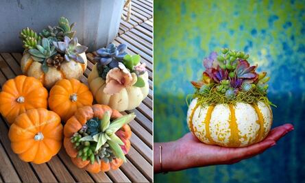 Calabazas con suculentas, la decoración ideal para Halloween