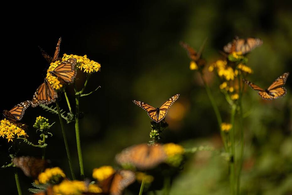Foto: Sectur Michoacán