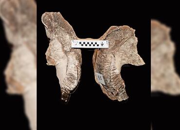 Definen los hábitos alimentarios de un mamut