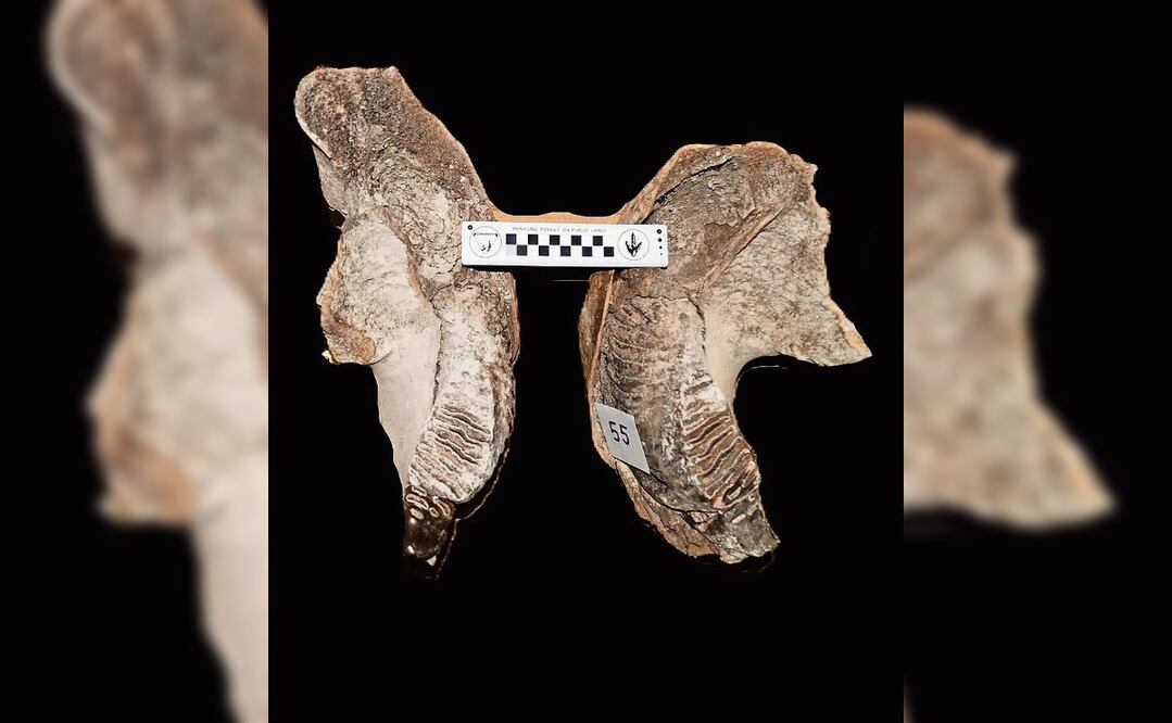 La investigación descubrió restos fósiles de un bebé mamut que habitó en México. Foto: Instituto de geología de la UNAM