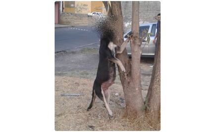 Fiscalía investiga asesinato de una perrita embarazada en Morelia