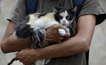 Filósofos proponen un "nuevo estatus" para los animales