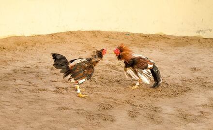 Gobernador de Chiapas pide no fomentar carreras de caballos y peleas de gallos; habitantes convocan a marcha el próximo 16 de enero