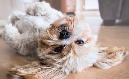 ¡Atención! Esto es lo que puedes hacer si tu lomito sufre un golpe de calor