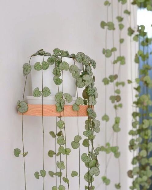 plantas en el hogar. Fuente: Freepik.