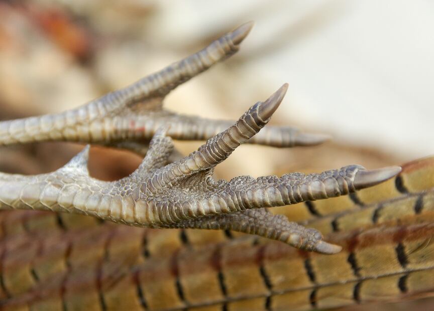 Alimentos para gatos. Fuente: Pixabay