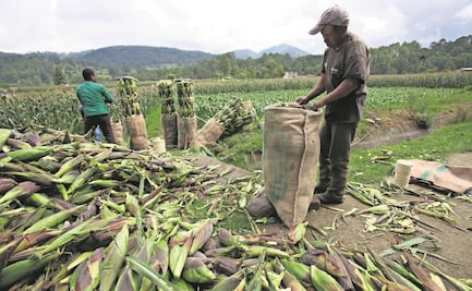 Bayer: México no puede cubrir consumo de maíz