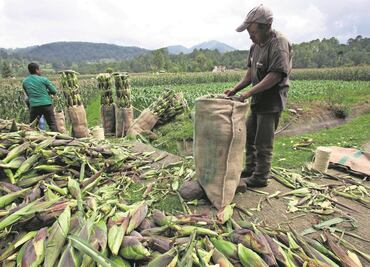 Bayer: México no puede cubrir consumo de maíz