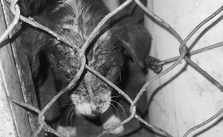 Denuncian fosa clandestina y lomitos hacinados en supuesto antirrábico de Zumpango “¡Es un infierno!” VIDEOS