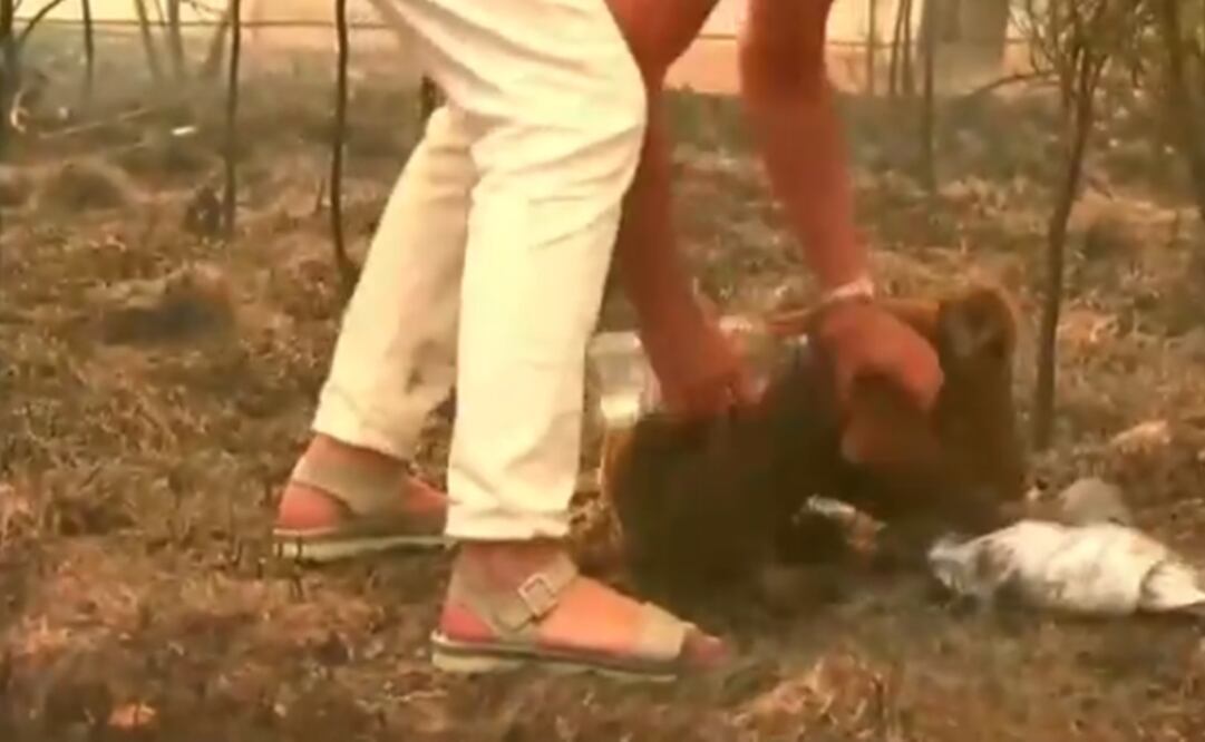 Foto: Captura de pantalla 