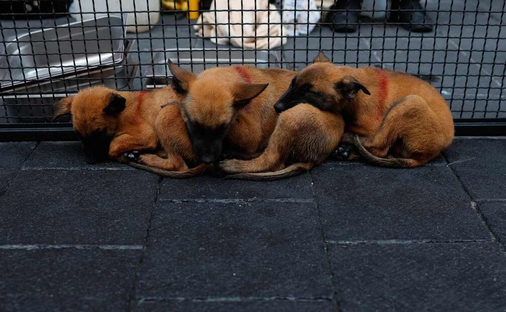 Aspectos del Desfile Cívico Militar de este 16 de septiembre del 2025. Foto: Diego Simón / EL UNIVERSAL.