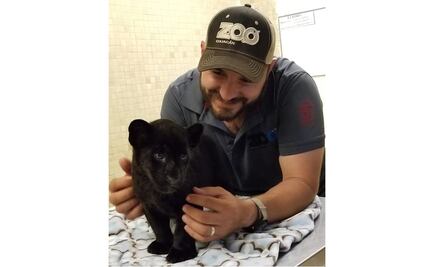 Zoológico de Culiacán publica convocatoria para nombrar a cachorro jaguar