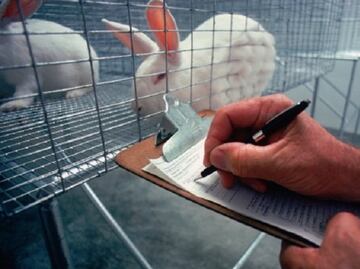 Piden trato ético para los animales