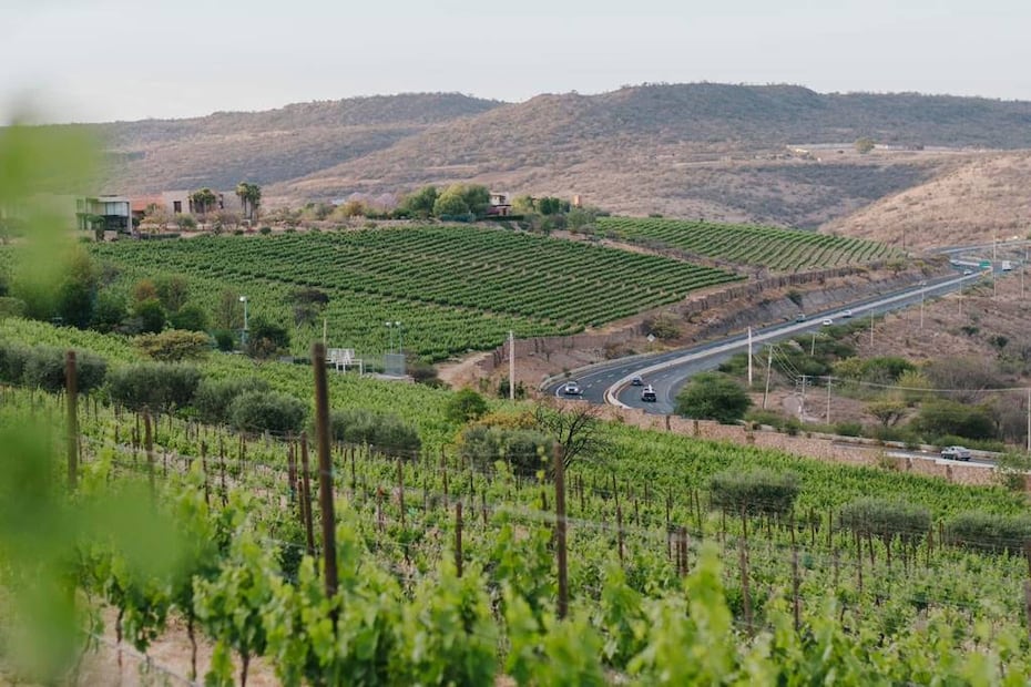 Foto: Viñedo San Miguel