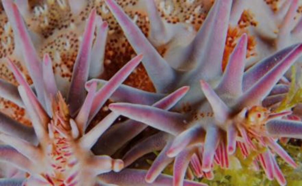 “Revillagigedo: Galápagos de Norteamérica”