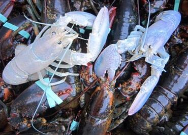 Crean refugios artificiales para langostas en Yucatán