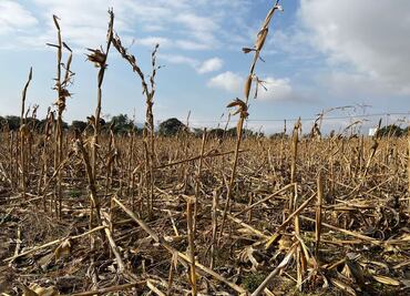 UNAM alerta que 200 millones podrían emigrar por sequías en 2050; pide conservar biodiversidad