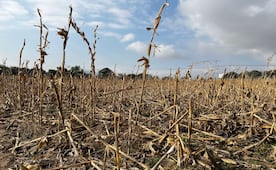Sequía asociada a El Niño afecta al campo de Morelos; activarán seguro para productores
