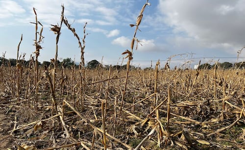 Sequía asociada a El Niño afecta al campo de Morelos; activarán seguro para productores