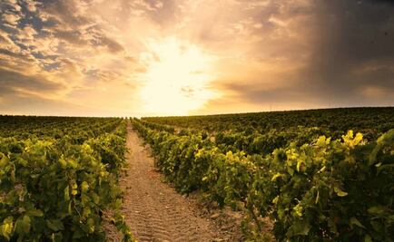 Vinos: 3 festivales en mayo