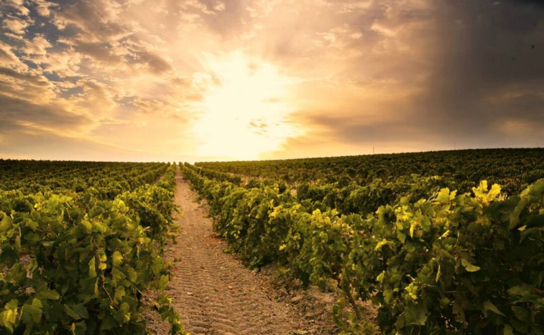 Vinos: 3 festivales en mayo