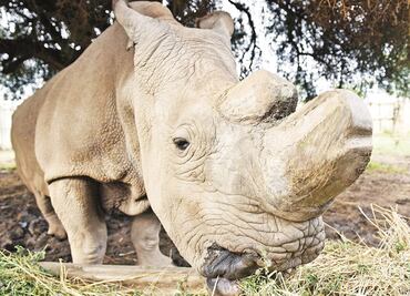Embriones in vitro, esperanza para salvar al rinoceronte blanco del norte