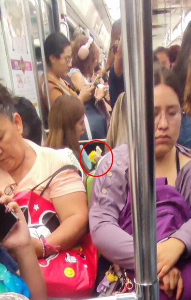 Flores Amarillas. Foto: Adriana Estrada/EL UNIVERSAL