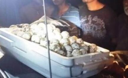 Profepa entrega a 7 presuntos ladrones de huevo de tortuga