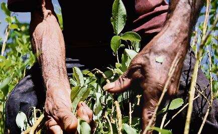 Mexican drug cartels thrive in Colombia