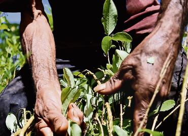 Mexican drug cartels thrive in Colombia