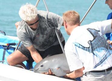 Hallan cría de vaquita marina y la liberan