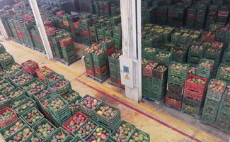 Senasica cancela exportación de 250 toneladas de mango procedentes de 26 huertos del Istmo oaxaqueño; fruta contiene larvas