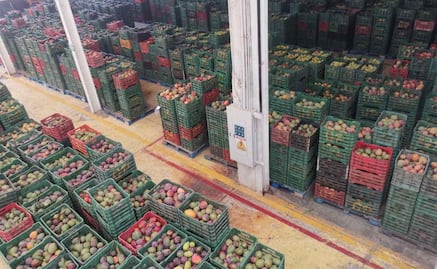 Senasica cancela exportación de 250 toneladas de mango procedentes de 26 huertos del Istmo oaxaqueño; fruta contiene larvas