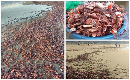 Aparecen miles de cangrejos en playa de Salina Cruz