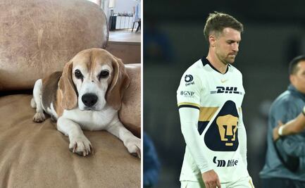 Aaron Ramsey ofrece 10 mil dólares de recompensa a quien le entregue de vuelta a su perro