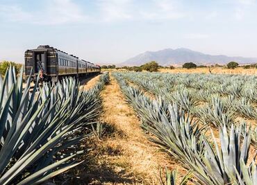Cuánto cuesta el boleto del tren del tequila y qué incluye