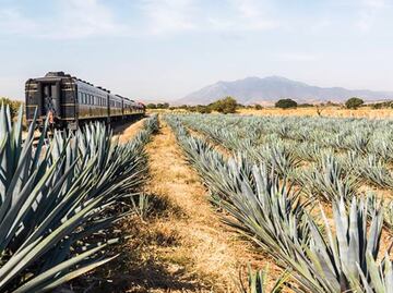 Cuánto cuesta el boleto del tren del tequila y qué incluye